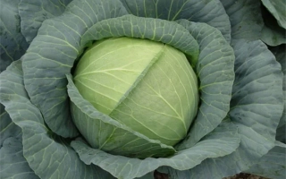 Роял Вантаж