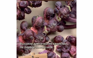 Seed packet of ornamental plant 'RUBY GOURMET' showing purple fruits on a wooden background.