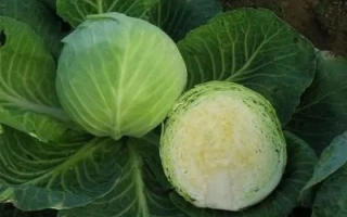 Сахарная Голова