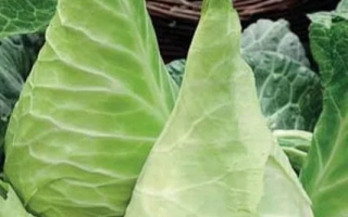 Сахарное Сердце