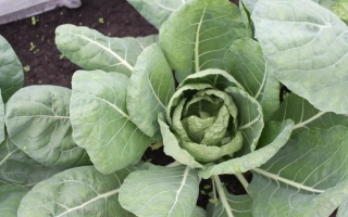 Fresh Saxa cabbage growing in a field