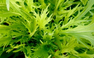 Свежая зелень мизуна - САЛАД МИЗУНА