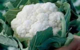 Свежая белокочанная капуста на фоне поля - Шамборд РЦ F1