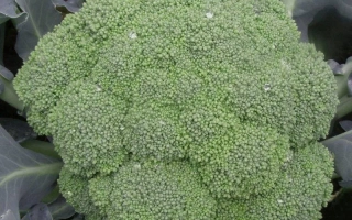 Свежий брокколи на фоне листьев - Самоа