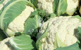 Сантамария F1