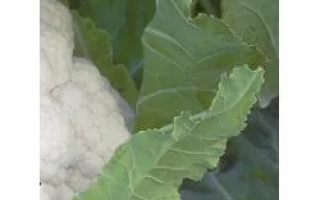 Белокочанная капуста сорта Сантамария РЦ F1 на грядке