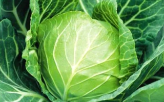 Санторино 60 F1