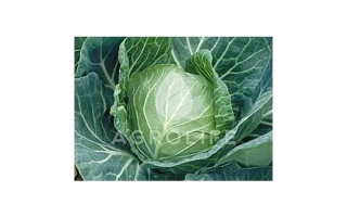 Санторино Сиксти