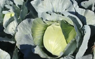 Fresh cabbage Safir in field