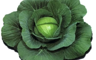 Иллюстрация капусты без названия - ШАРМАНТ F1