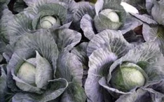 Селма РЦ F1 | Selma RZ F1 — капуста