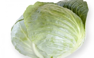 Свежая капуста на белом фоне - Септима F1