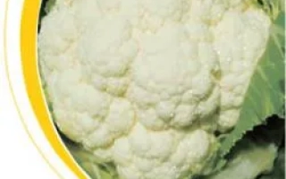 Белокочанная капуста сорта Сеул F1 на фоне зелени