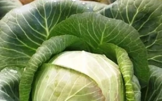 СИБИРЯЧКА 60