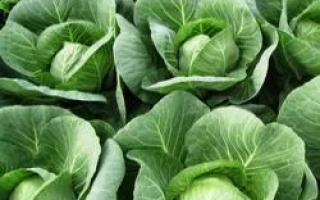 Свежая капуста на грядке - Силима РЦ F1