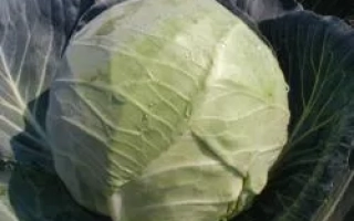 Свежая капуста сорта СИР F1 на грядке