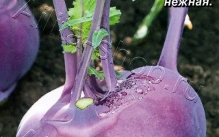 Seed packet of cabbage variety Lilac Fog