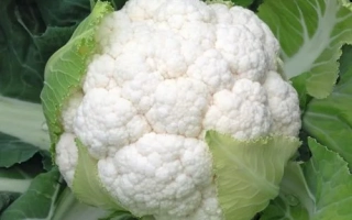 Скайвокер F1