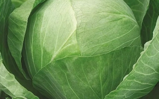 Скороспелая