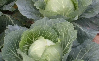 Свежая капуста Слава 1305 на грядке