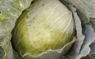 Слобожаночка