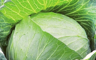 Свежая капуста Снегурочка