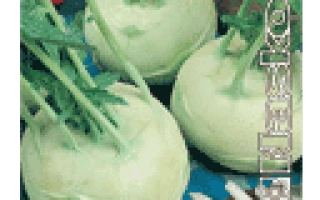 Кочаны капусты сорта Снежана на синем фоне