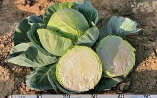 Капуста Снежинка F1 на земле с линейкой рядом