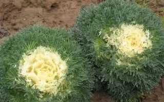 Три головки капусты сорта Снежная Королева на земле