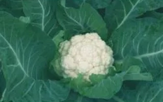 Белокочанная капуста на гряде - СНОУБОЛЛ