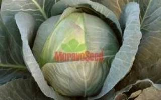 Капуста сорта СОНЯ F1 от MoravaSeed