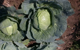 Кочаны капусты Стахановка 1513 на гряде