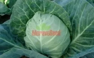 Капуста сорта MoravoSeed на грядке - СТАРТ F1