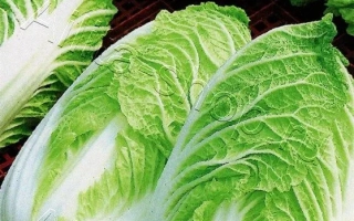 Пакет семян капусты сорта СТО ПЕЛЁНОК - СТО ПЕЛЕНОК