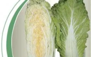 Капуста Сторидо F1 — два кочана, один разрезанный пополам, на белом фоне с зелёной дугой
