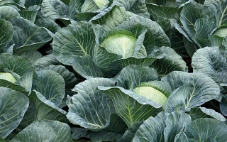 Грядка с капустой - Структа
