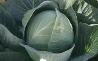 Свежая капуста СТРУКТА (ТСа-432) F1