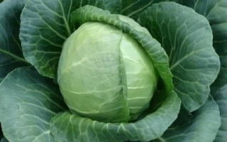 Свежая капуста без названия бренда - СУНТА F1