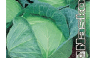 Семена капусты СУПЕР ЕКСТРА F1 на зеленом фоне