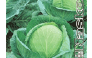 Семена капусты СУПЕР КАЗАЧОК F1 на фоне кочанов