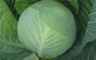 Свежая капуста, соответствующая категории Капуста - СУПЕРМАРКЕТ F1