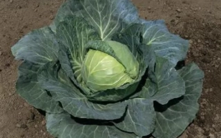 Капуста на земле - СУПРИМ ВАНТАЖ F1