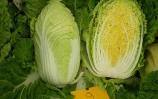 Две головки капусты, одна разрезанная пополам, на фоне зелени - ТАБАЛУГА F1