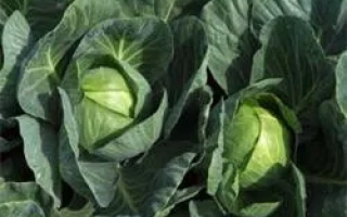 Свежая капуста на грядке - Тафма РЦ F1
