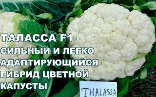 Таласса