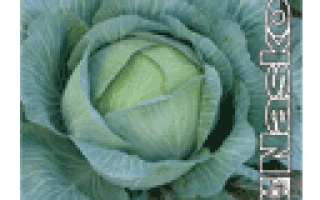 Семена капусты сорта ТАРАС F1 на упаковке