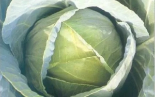 Свежая капуста без упаковки или маркировки - ТЕНЕСИТИ F1