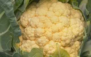 Белокочанная капуста на грядке - ТМ-04/ФЛ