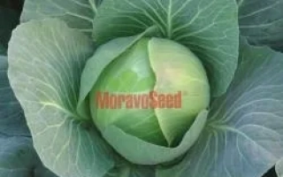 Капуста сорта MoravoSeed - ТОЛЕРО F1