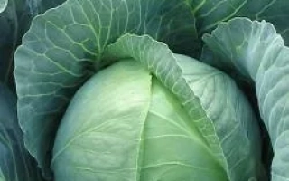 Свежая капуста Томас F1
